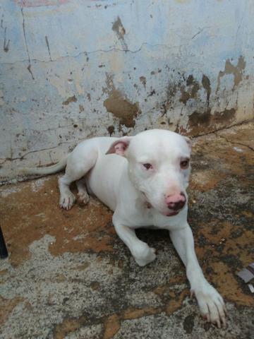Pitbull para cruzar