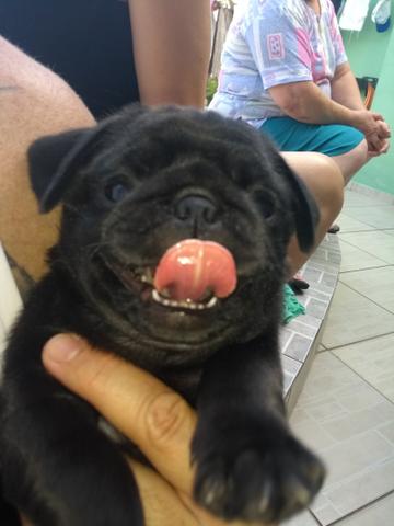 Pug