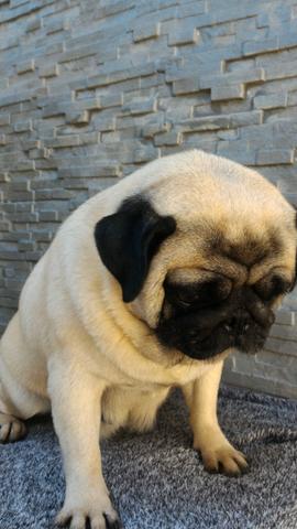 Pugs adultos com pedigree cbkc