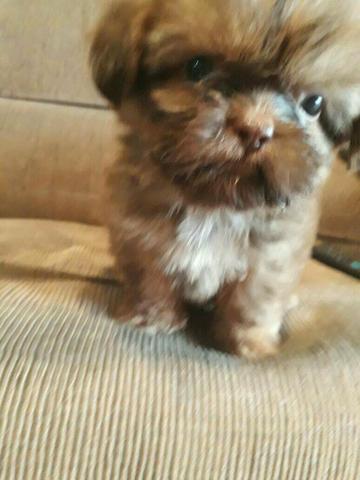 Shih tzu mini fêmea