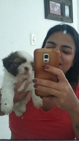 Shitzu macho - baixei o valor R$ 