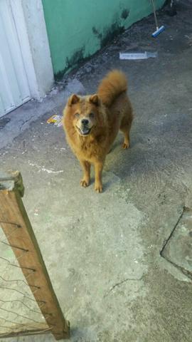 Vendo fêmea de Chow Chow