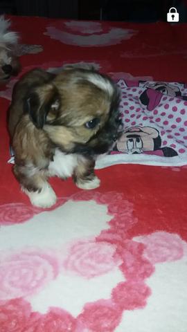 Vendo uma fêmea de Shih Tzu de pai e mãe última fêmea Mini com apenas 7cm? super pequena