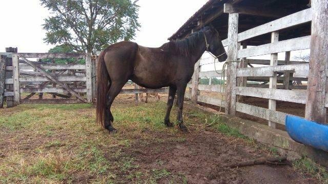 Égua manga larga mestiça