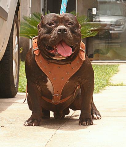 American Bully para Cobertura??