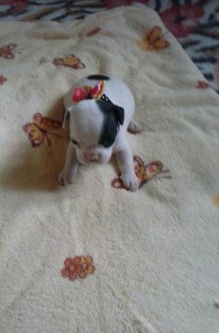 Bulldog frances femea