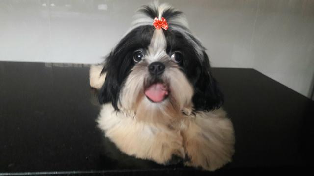 Femea shih tzu 5 meses 