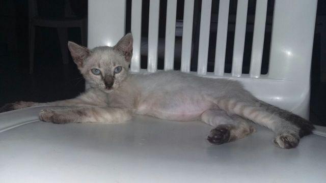 Gatinha siamesa branca e gatinho