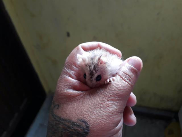 Hamster anão russo