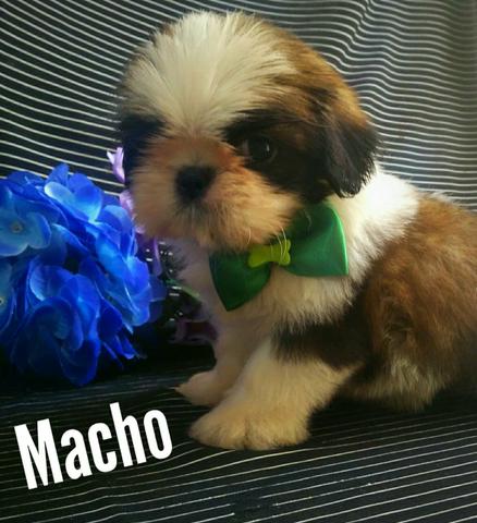 Shih Tzu macho aceitamos cartões