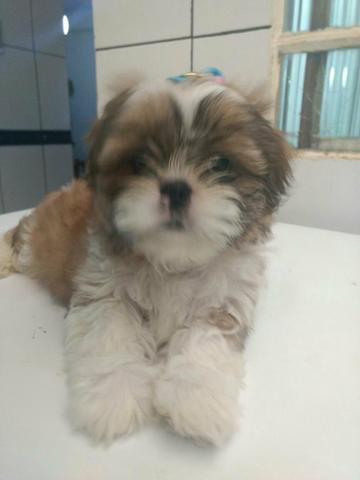 Shitzu fêmea