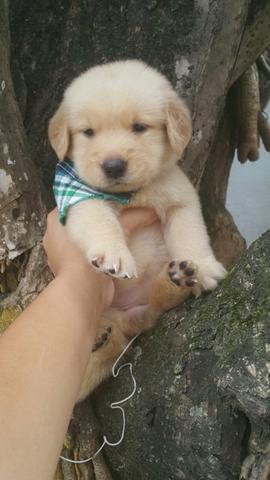 Tenho lindos Golden com pedigree são lindos