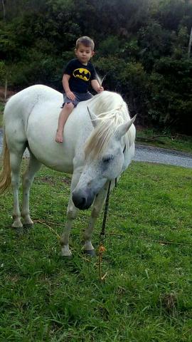 Vendo cavalo ou troco por algo do meu interesse