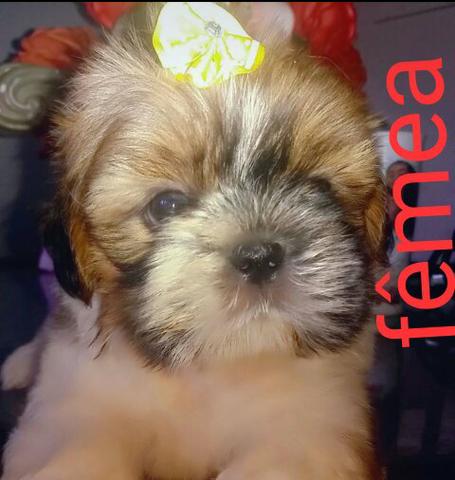 Cachorros shih tzu macho (500 R$) fêmea (600 R$)