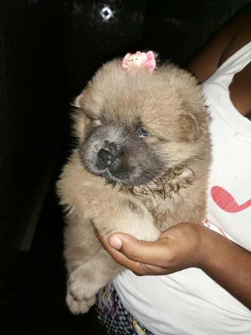 Chow chow