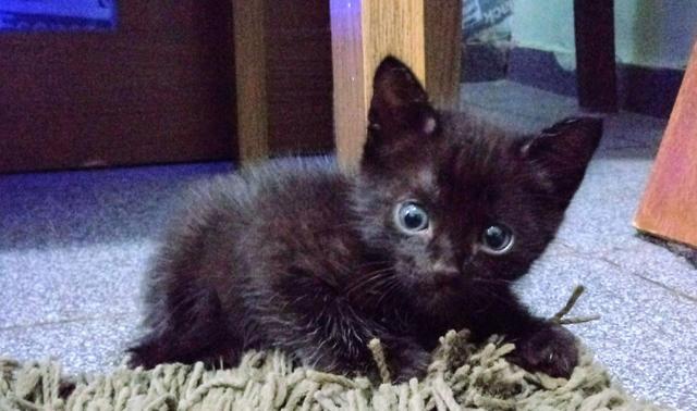 Doa-se está gatinha