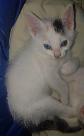 Doação de Gatinhos, Adoção Responsável