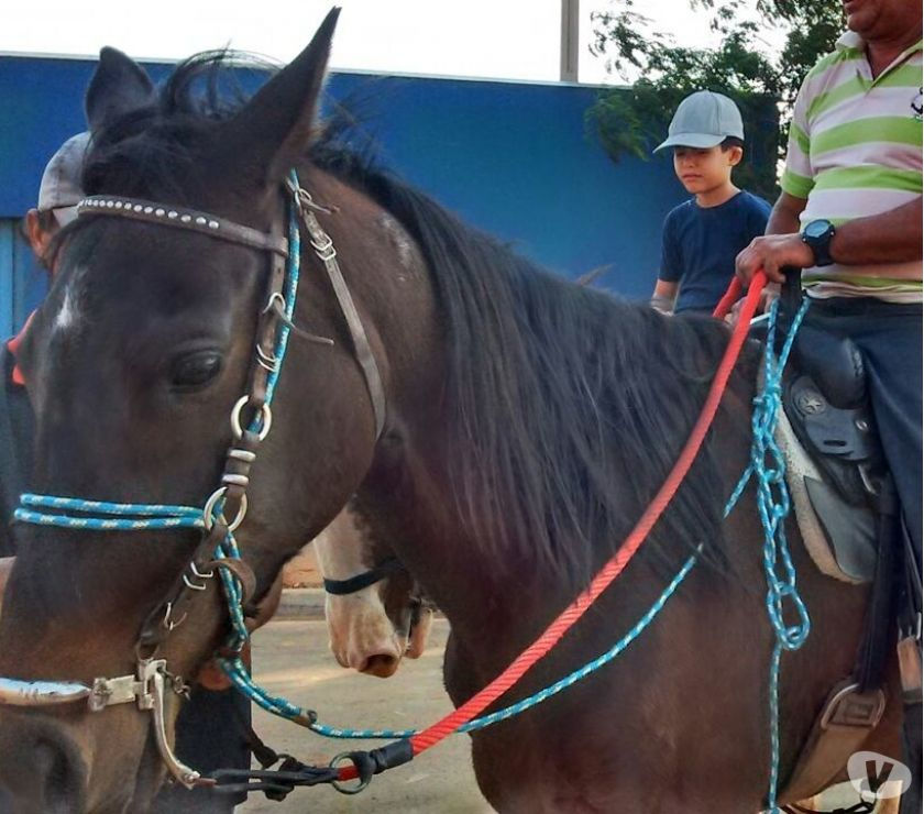 Egua mangalarga mineira