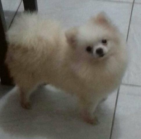 Fêmeas de Spitz Jovens Adultas Pedigree cbkc/fci