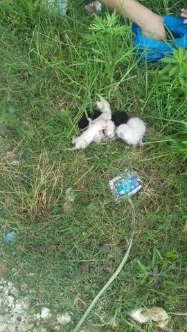 Gatinhos recém nascidos, para doação.