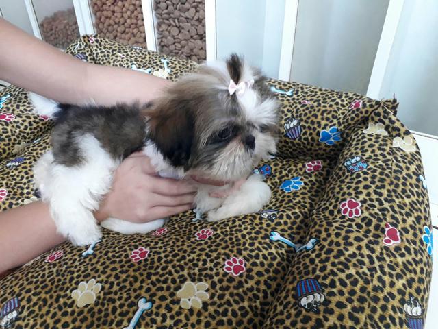 Lindíssima Shitzu Fêmea a pronta entrega