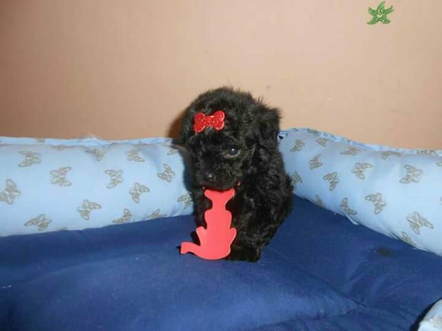 Poodle micro toy fêmea
