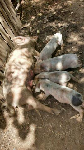 Porca com 04 porquinhos $700