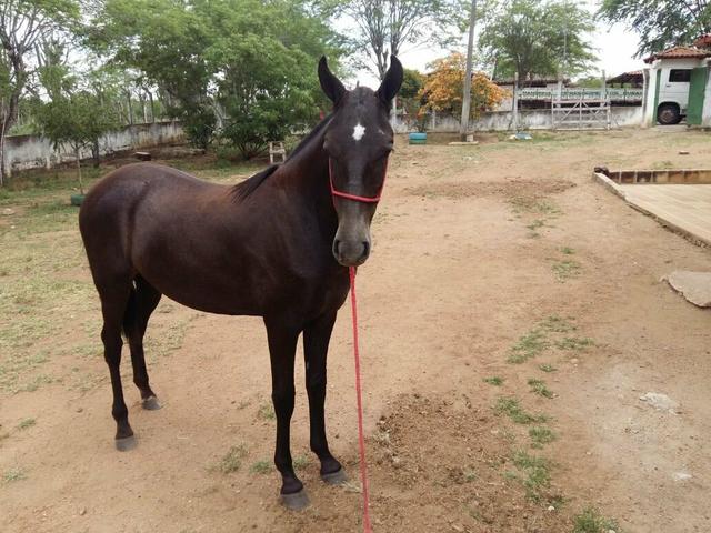 Potra Mangalarga sem RG, picado garantido