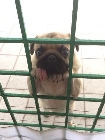 Pug Macho procura fêmea para cruzar