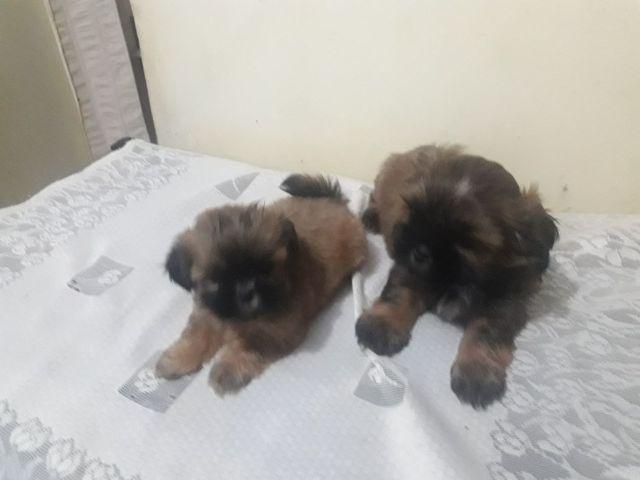 Shih Tzu e yorkshire terrier - oportunidade