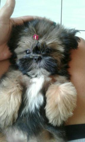 Vendo Shih Tzu mini 3 meses Tô vendendo porque minha casa é pequena
