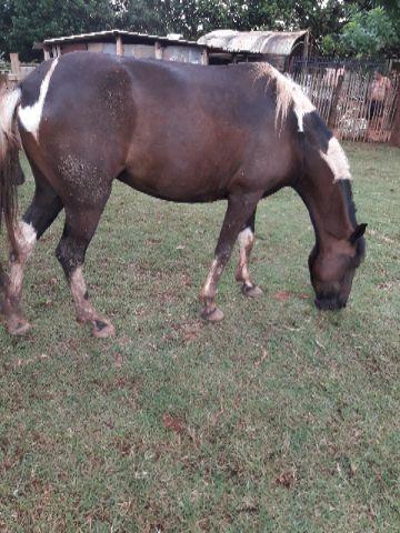 Égua Pampa de preto e potro