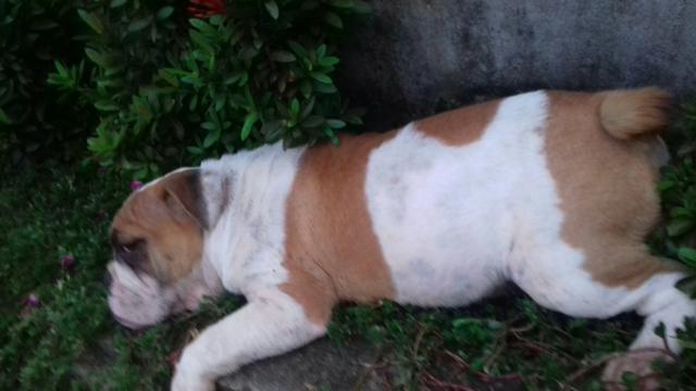 Buldoog ingles fêmea