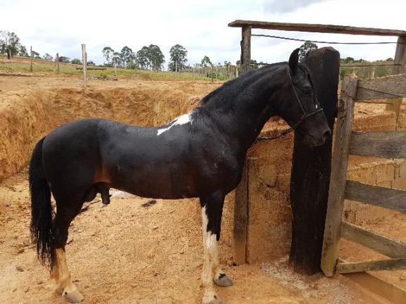 Cavalo Pampa de Preto Mangalarga Marchador