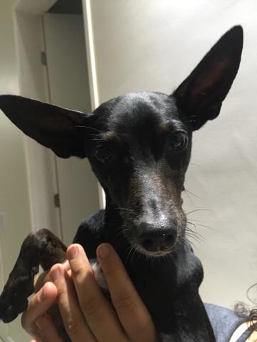 Doação Pinscher