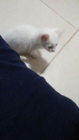 Gatinho para adoção