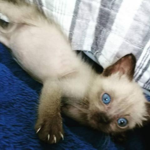 Lindas Gatinhas para Adoção Responsável