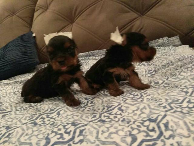 Lindas fêmeas de Yorkshire