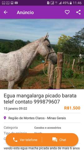 Vendo barata pra vende  mangalarga