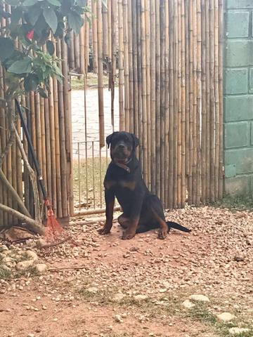Doa-se Rotweiller puro 10 meses