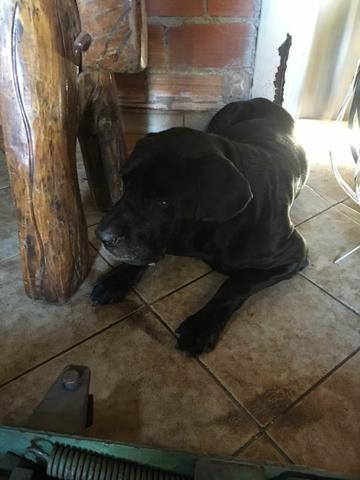 Doase fila preto leia o anuncio