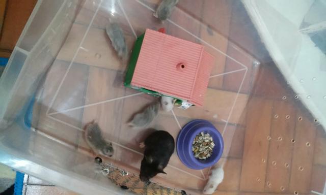 Filhontes de hamsters