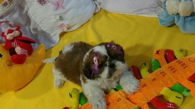 Fêmea de shihtzu disponível em 12x