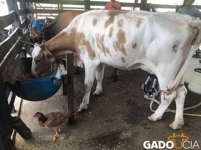 Lote Vacas Girolando e Jersolando em Luziânia - GO