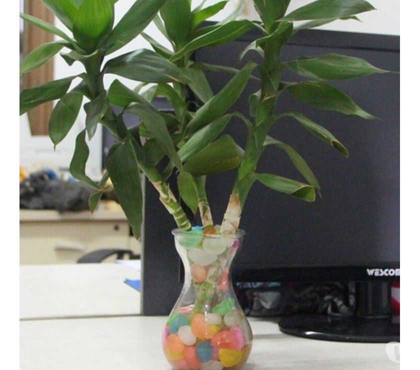 Pedra luminosa Fluorescente decorativa que brilha no escuro