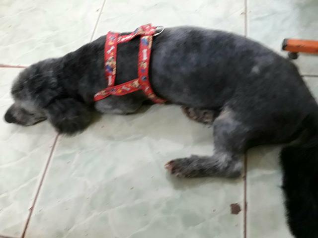 Poodle fêmea doação