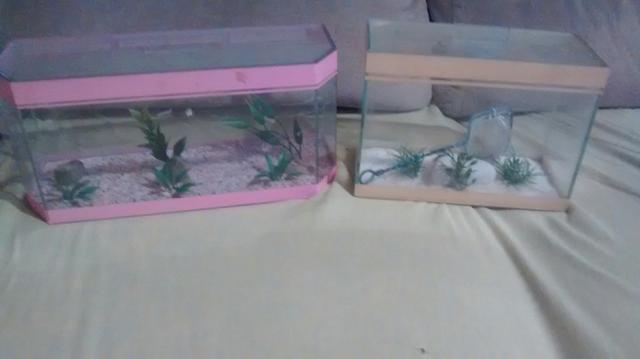Torro aquário