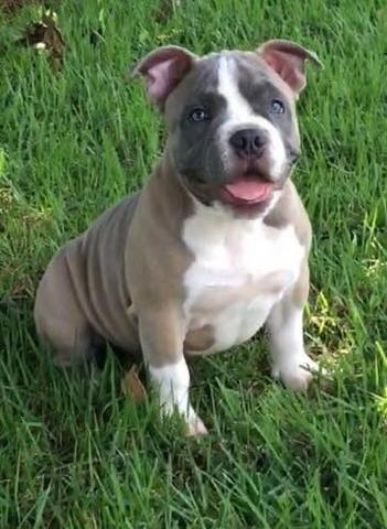 Vendo Américan Bully femea