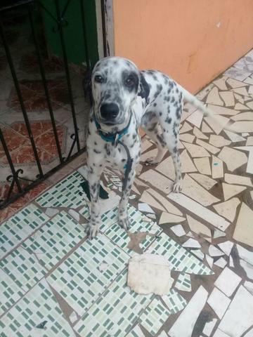Vendo dalmata com urgência