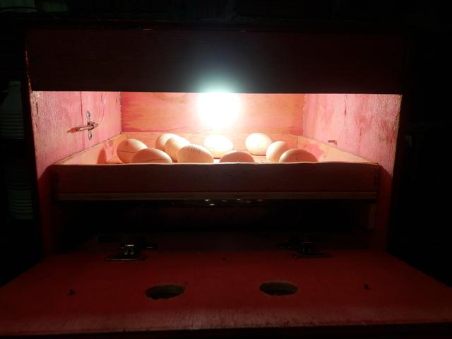 Chocadeira Artesanal